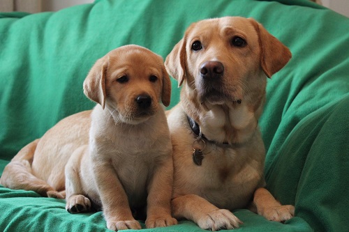 Barking Mad Prince with Mum Brenda