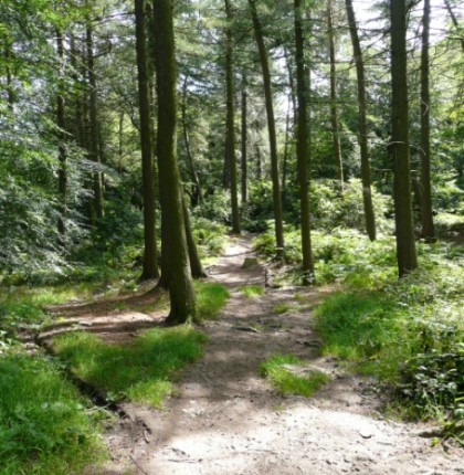 Upper Dearne Woods